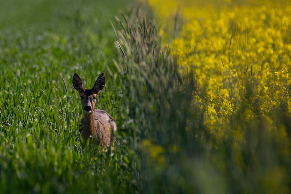 Fields of Gold