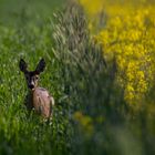 Fields of Gold