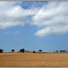 fields of gold