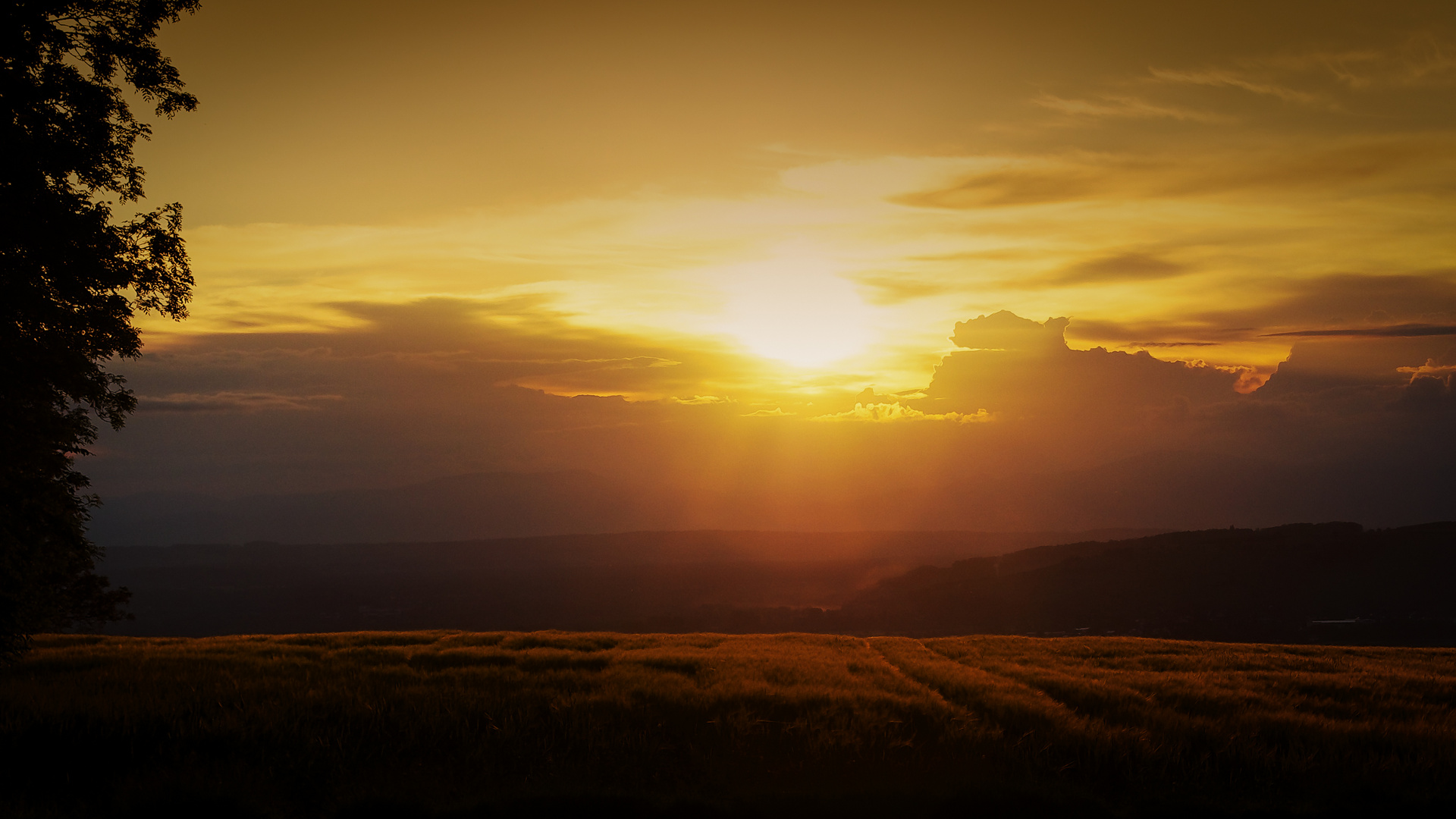 Fields of Gold