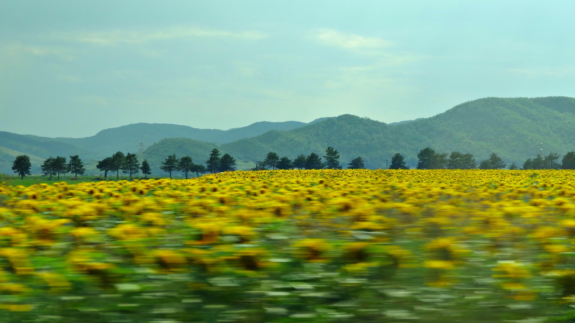 Fields Of Gold!