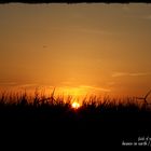 Fields of gold