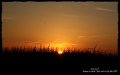 Fields of gold