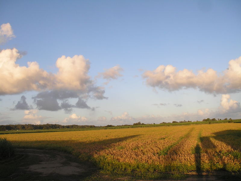 Fields of Gold