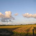 Fields of Gold