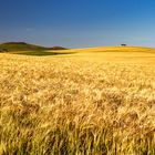 Fields of Gold