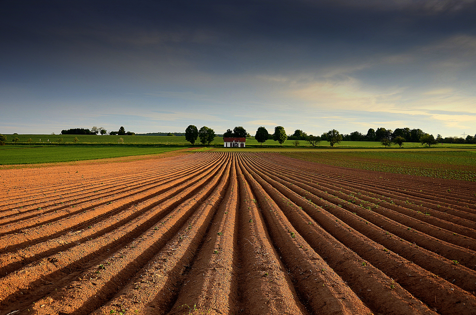 fields of gold