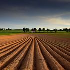 fields of gold