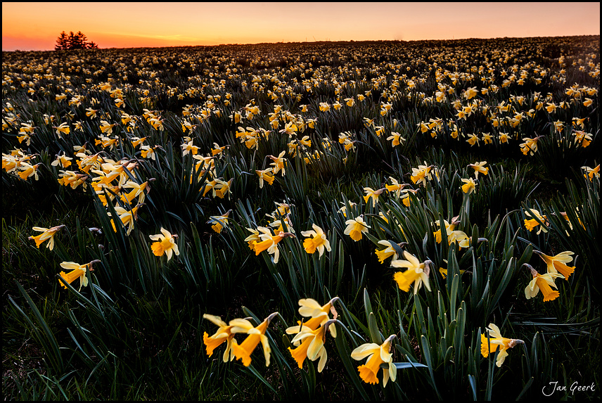 Fields of Gold