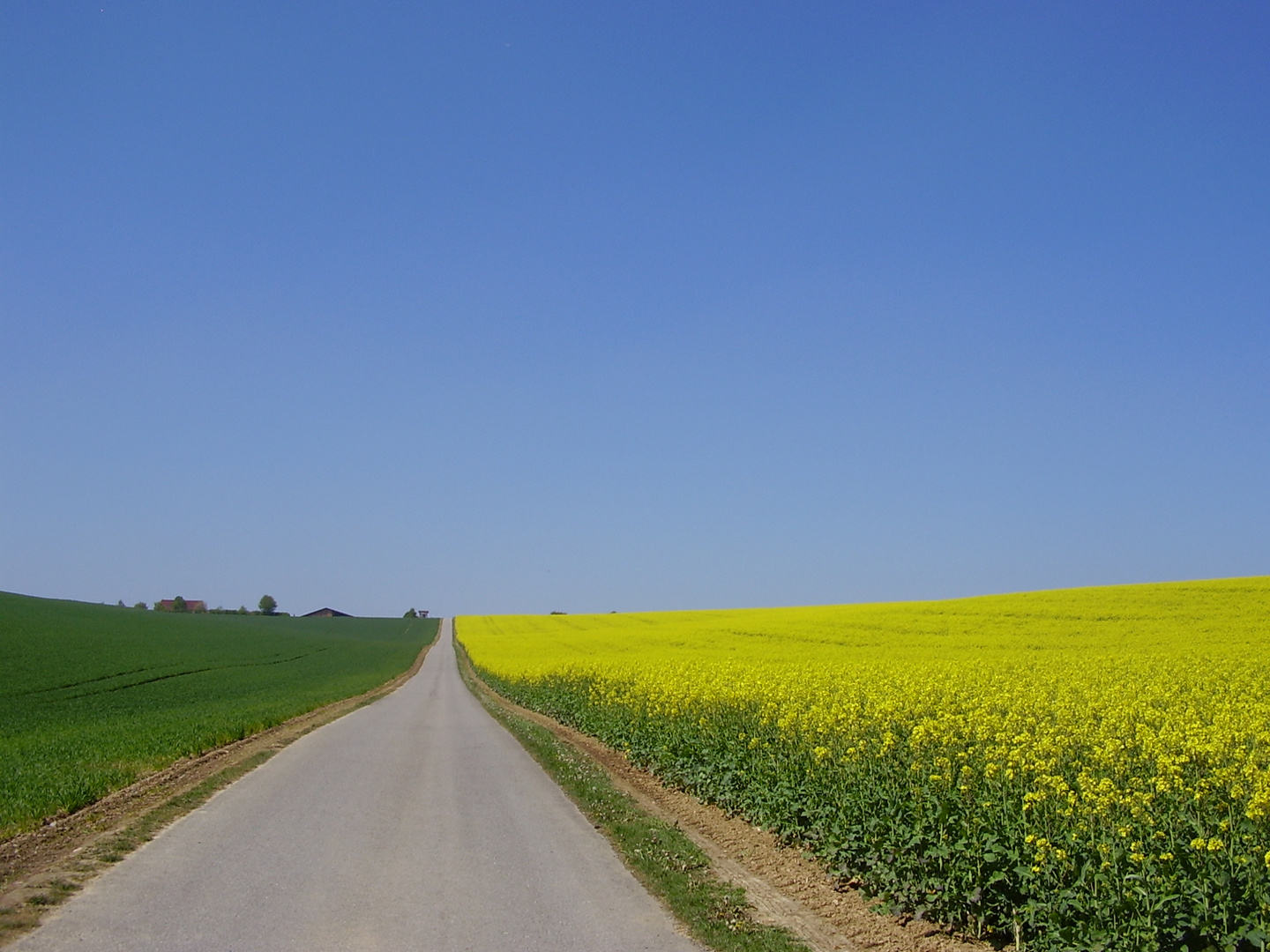 Fields of gold 