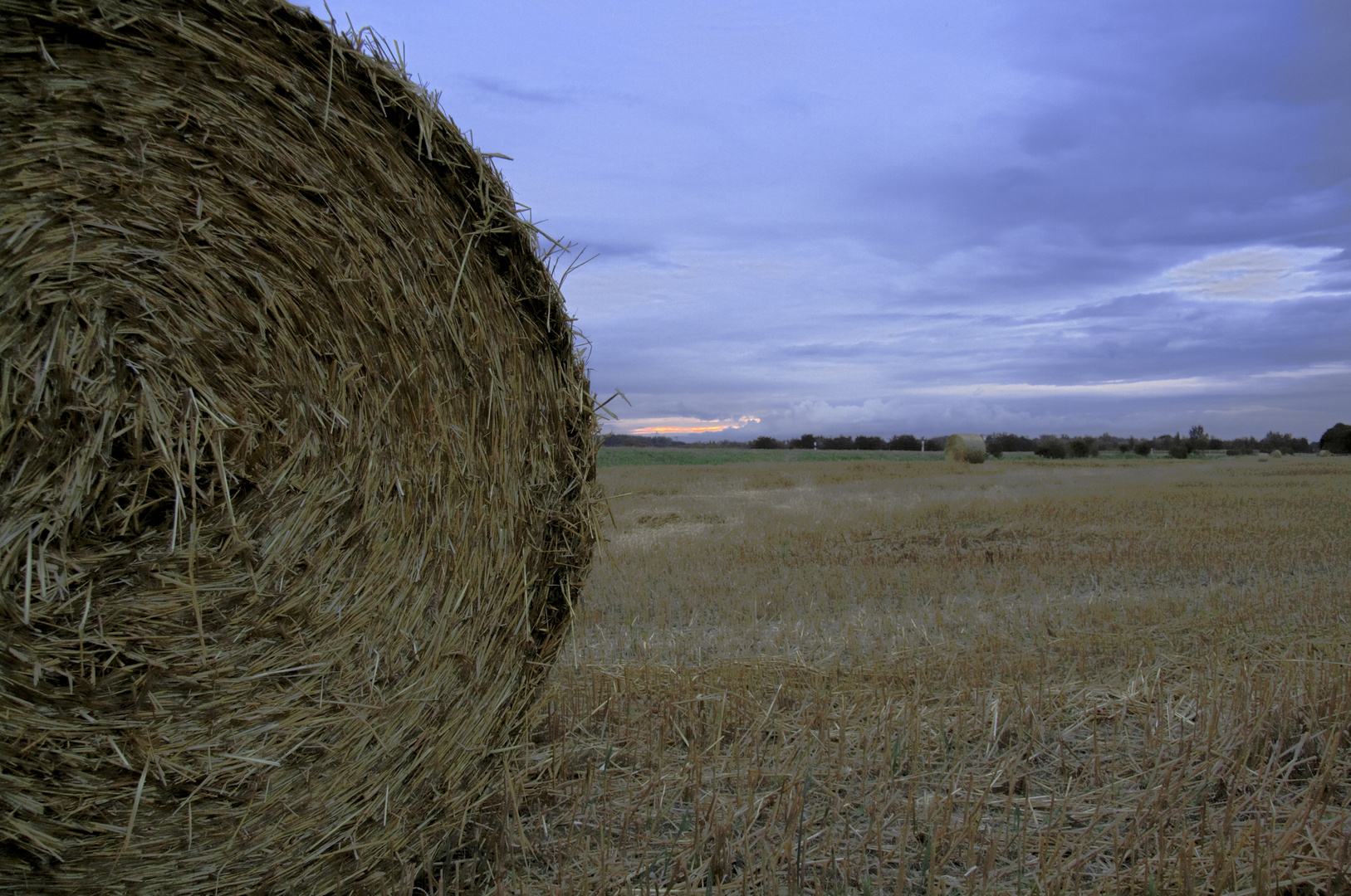 fields of Gold