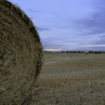 fields of Gold