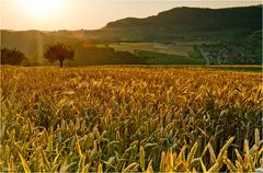 Fields of Gold