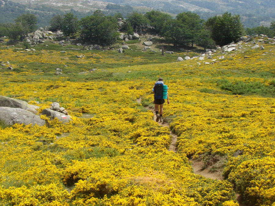 Fields of Gold