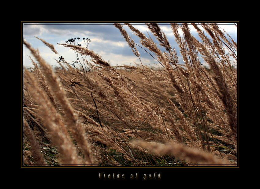 Fields of gold