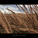 Fields of gold