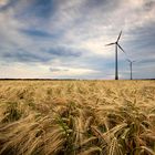 Fields of Gold