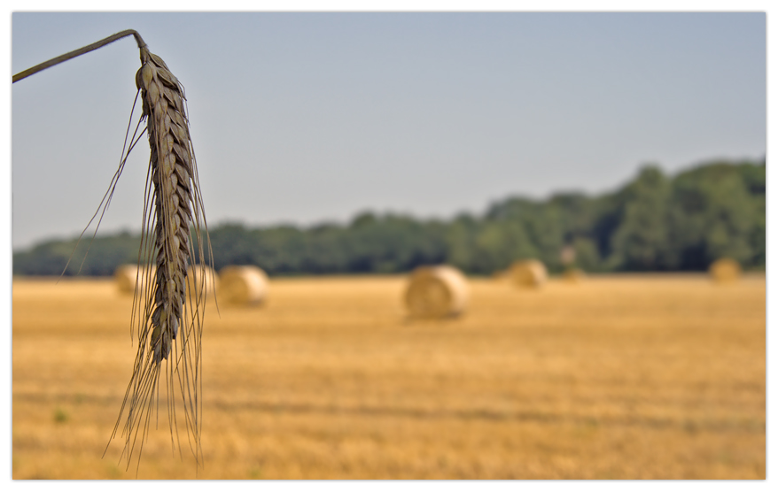 Fields of Gold