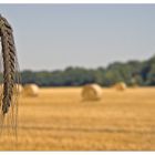 Fields of Gold