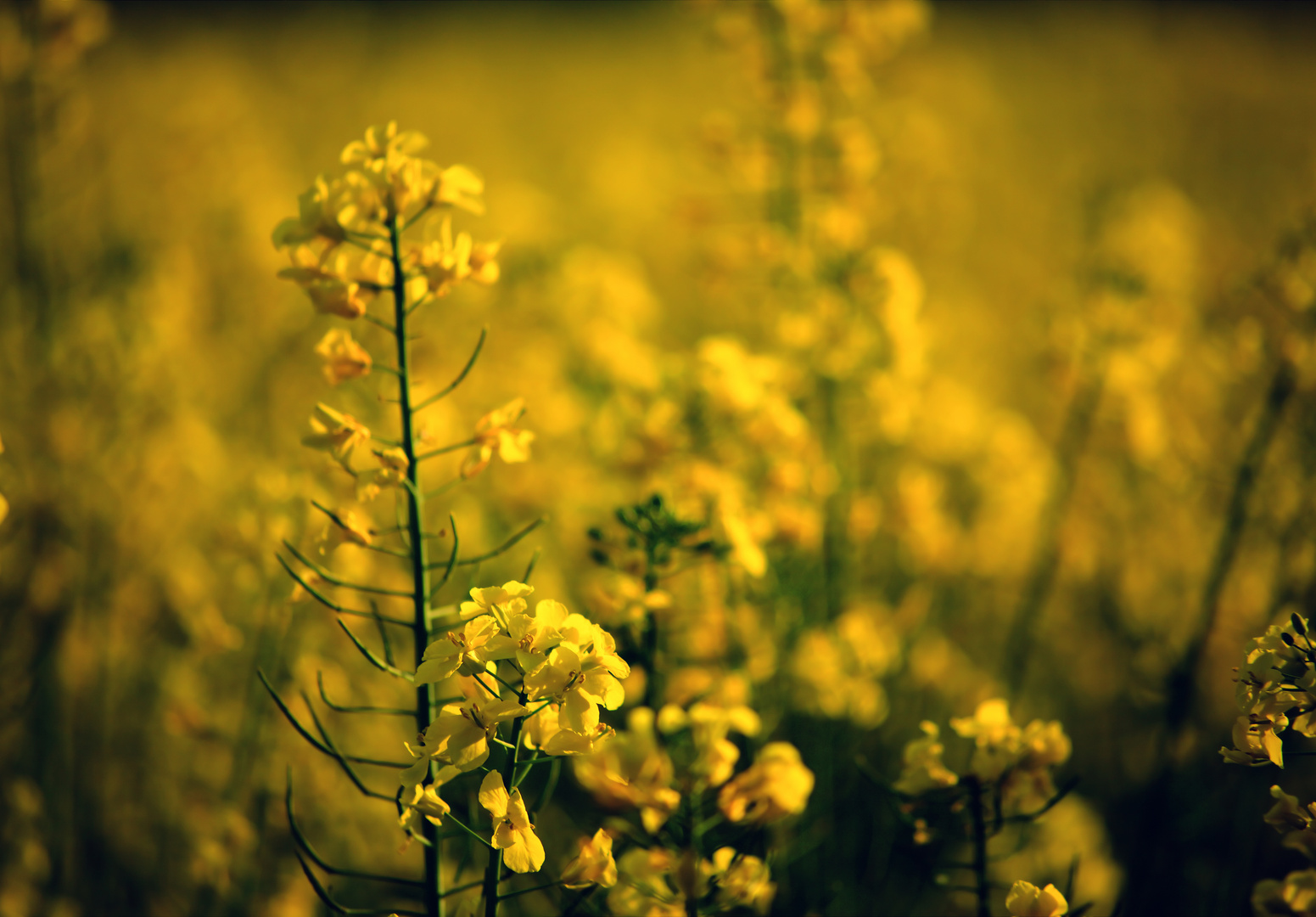 Fields of gold