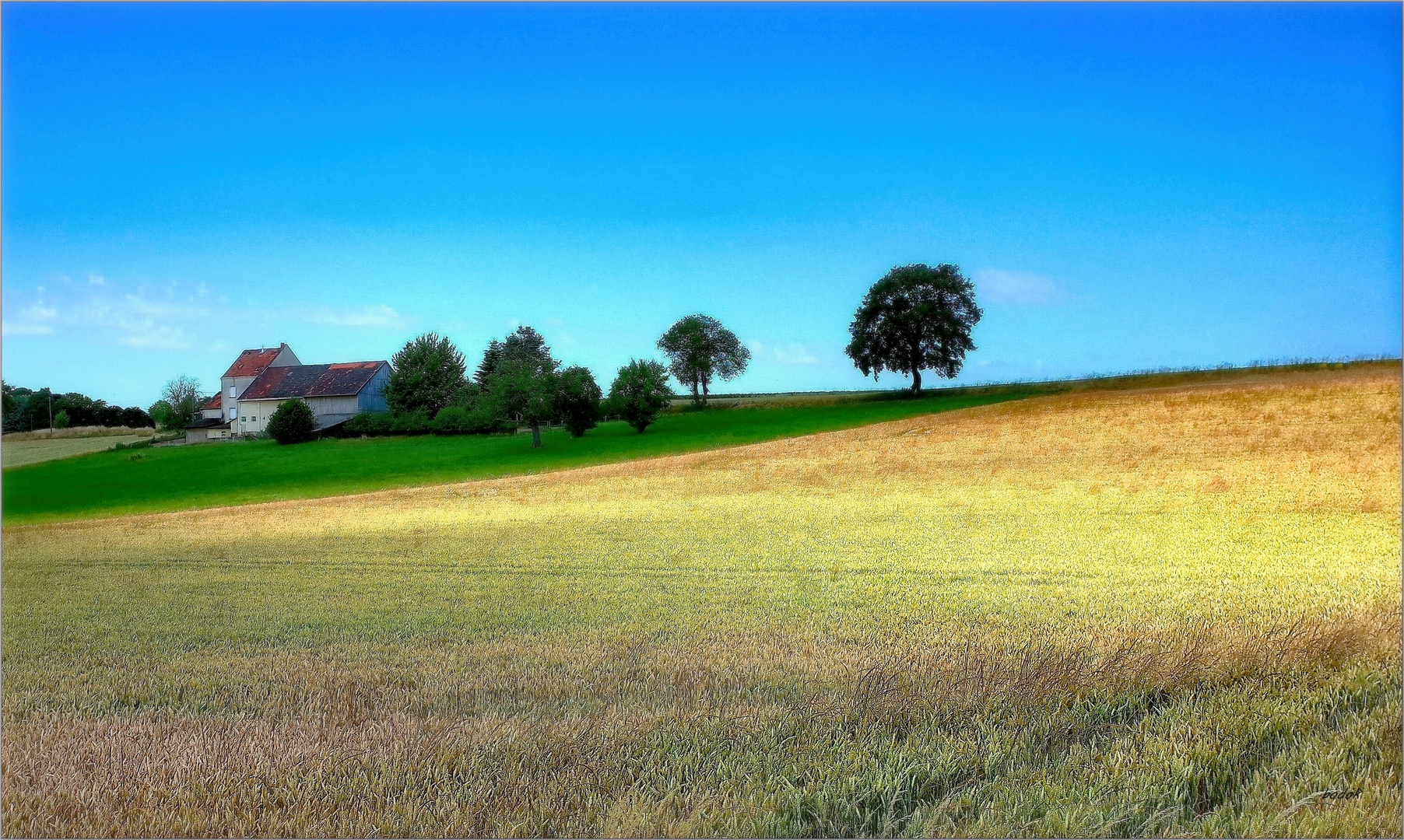 Fields of Gold am Haarstrang