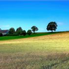 Fields of Gold am Haarstrang