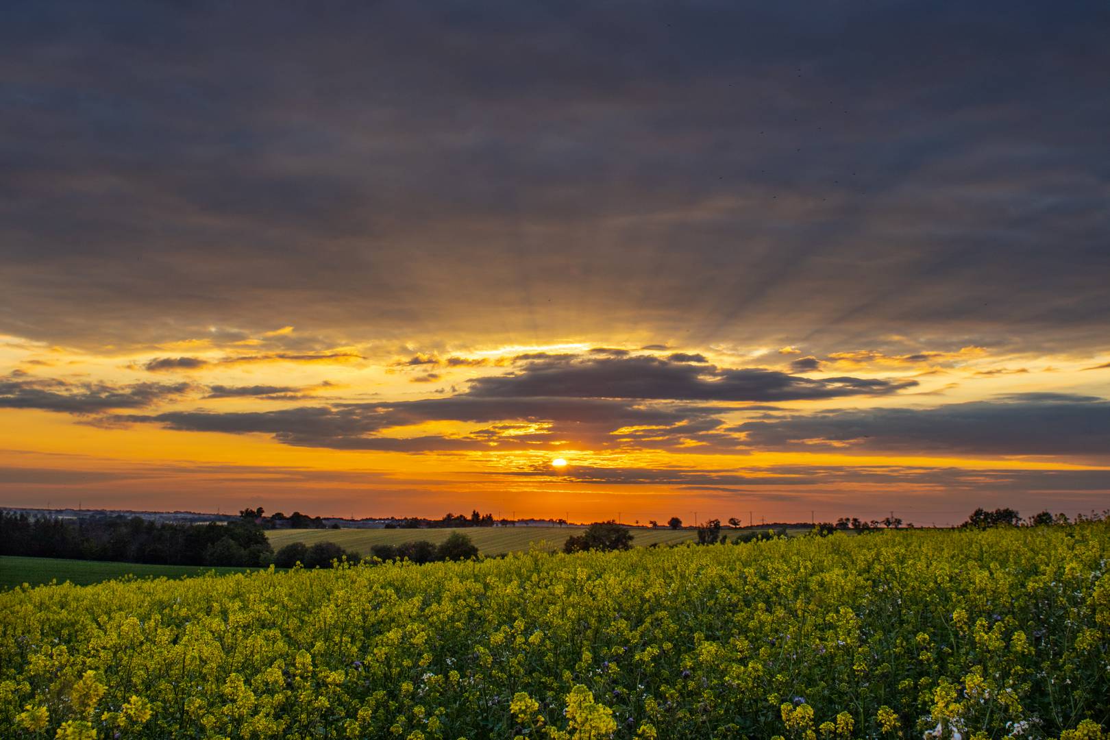 fields of gold