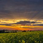 fields of gold