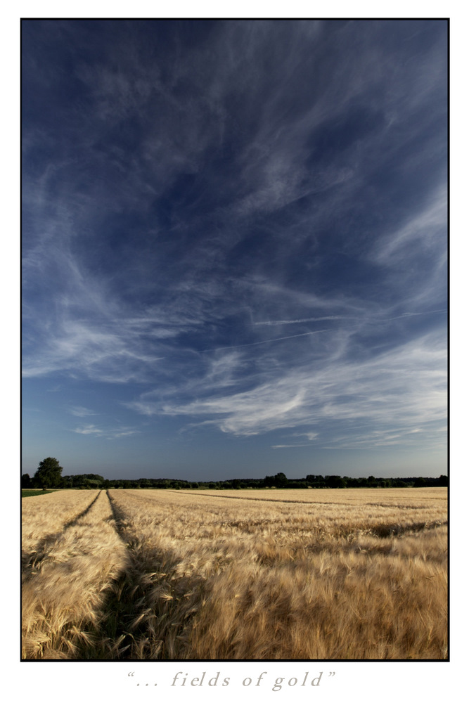 ... fields of gold