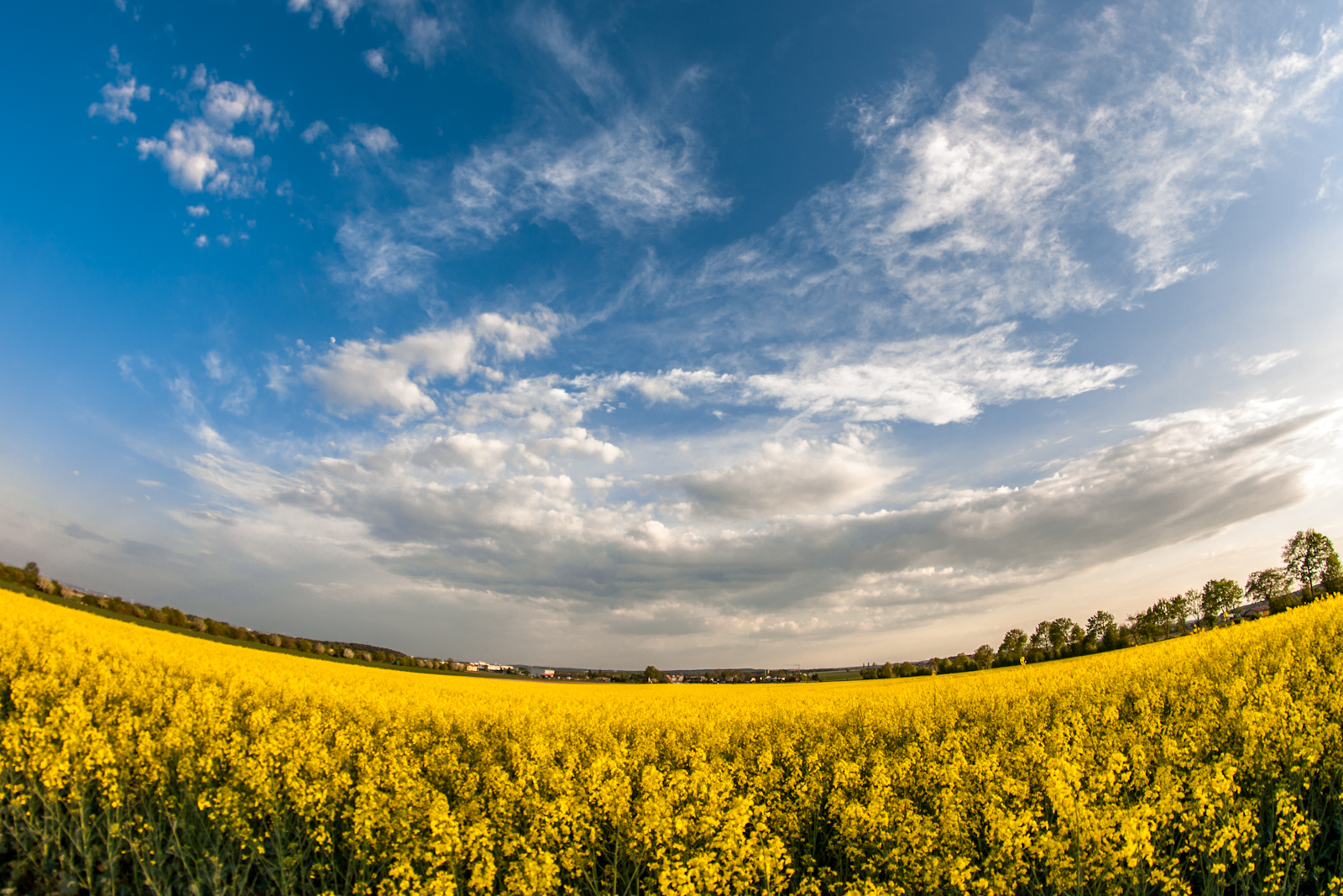 Fields of Gold