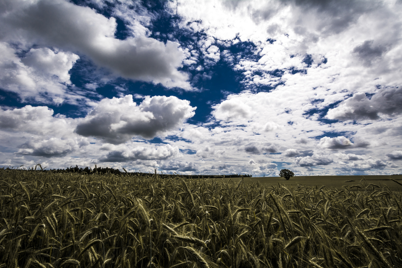 Fields Of Gold