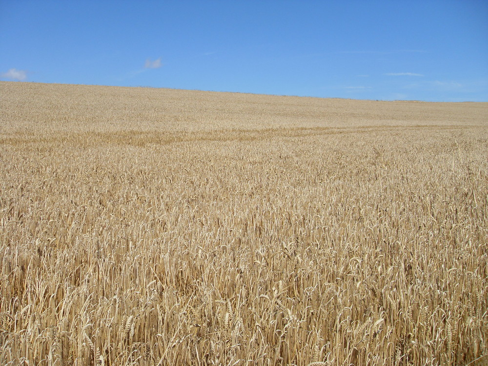 Fields of gold