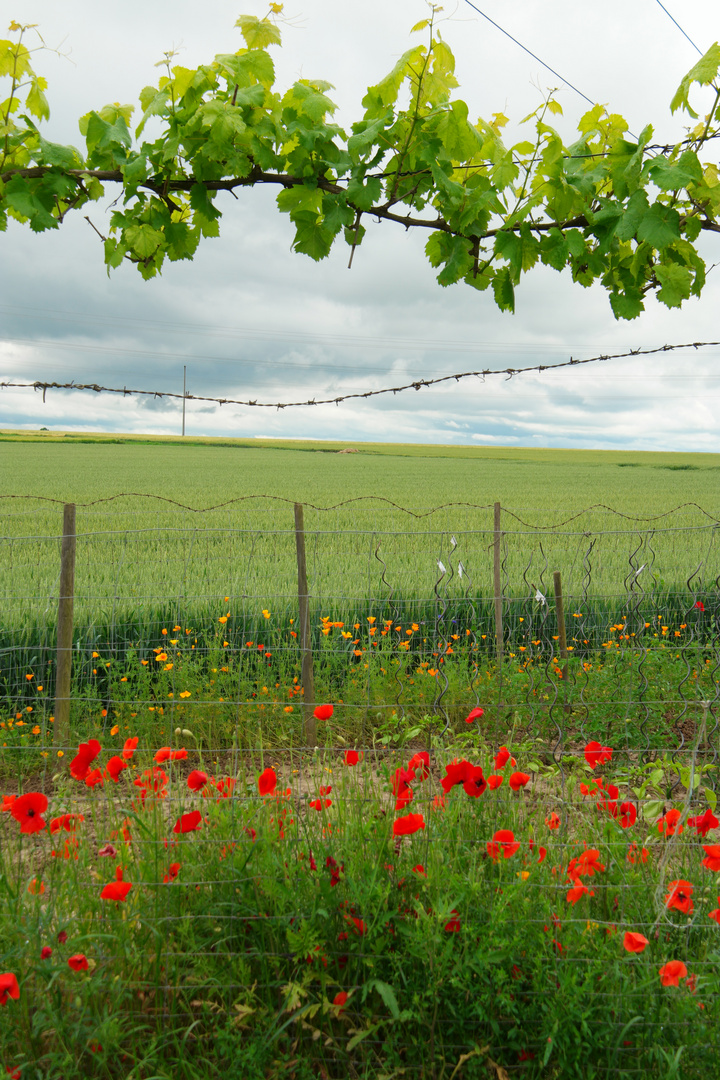 Fields of Gold