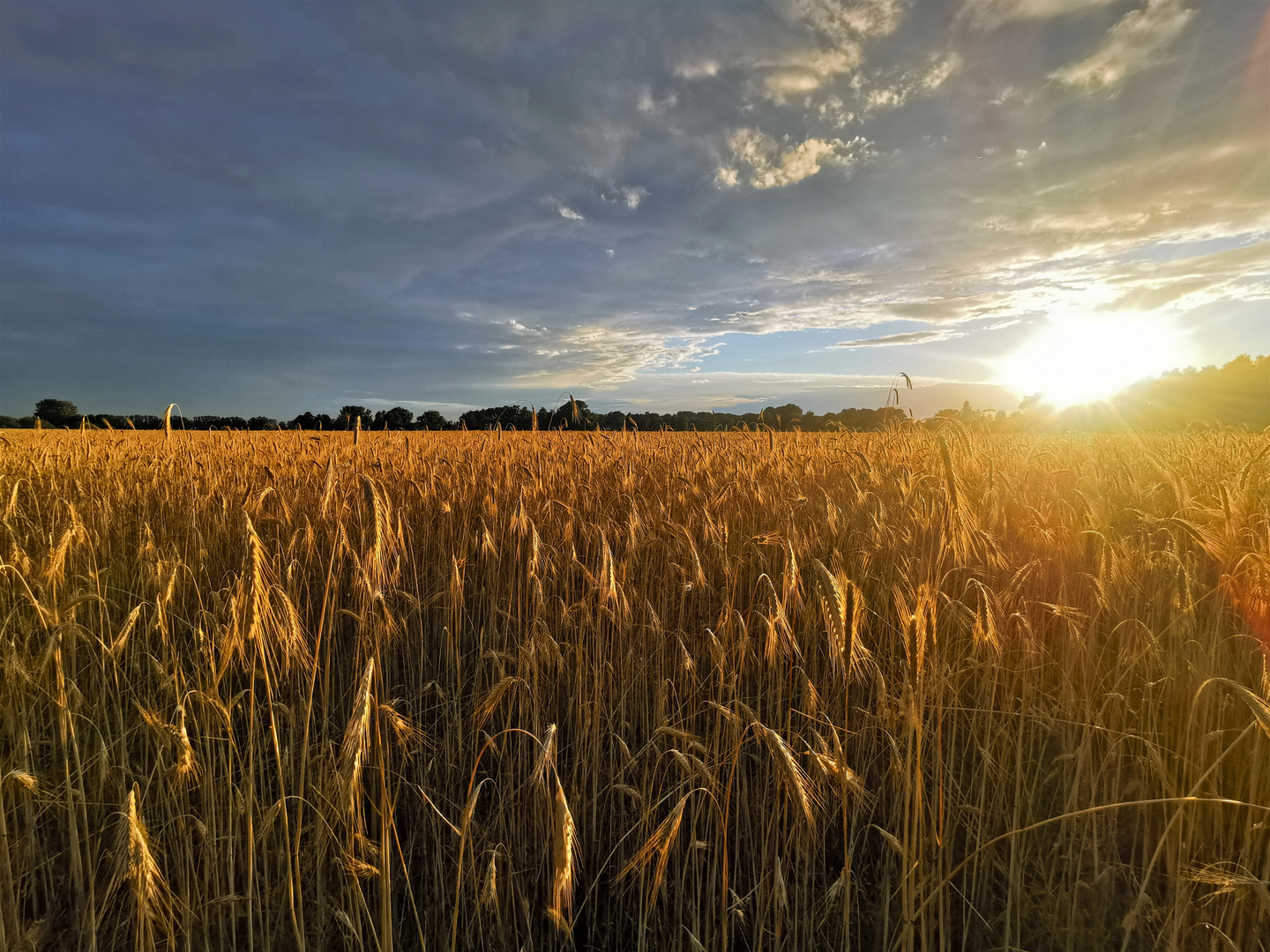 Fields of Gold