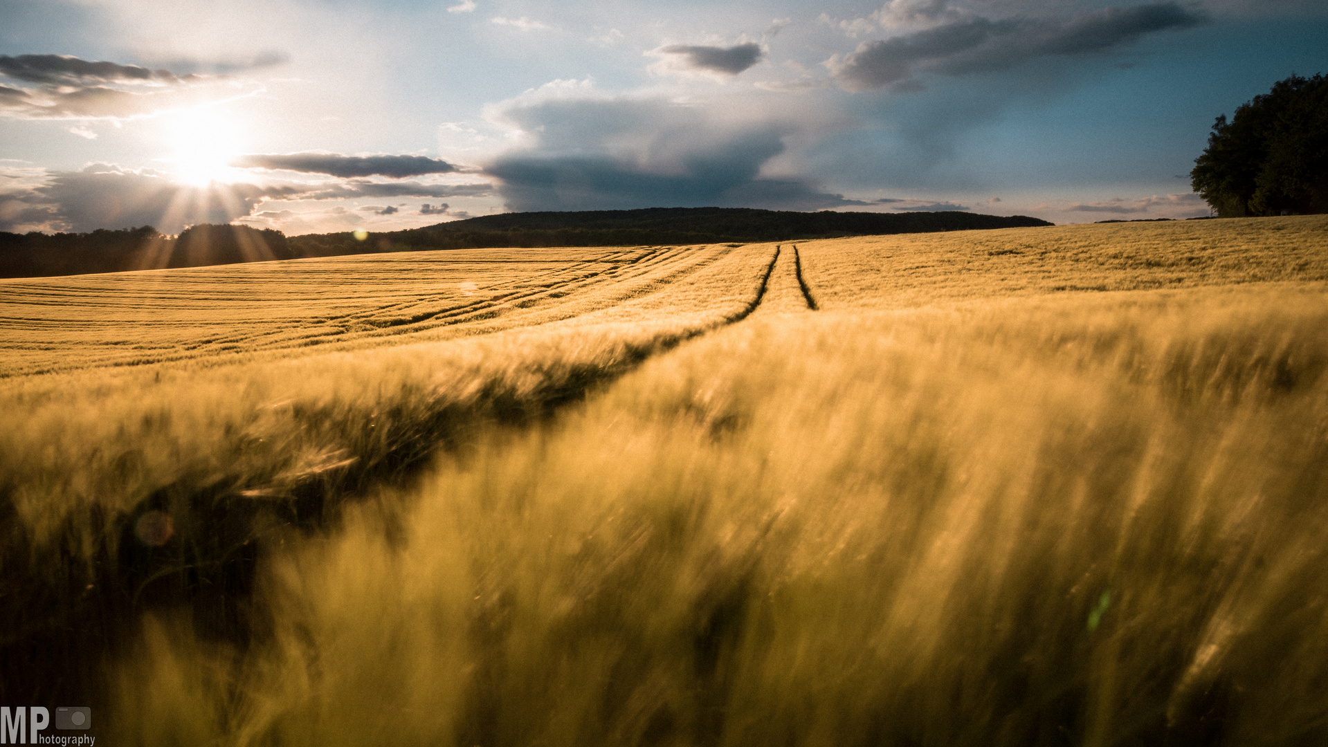 Fields of Gold