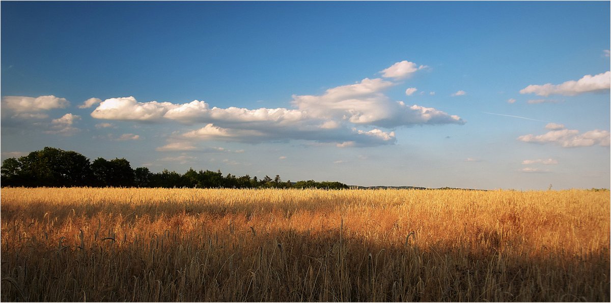 ... Fields of gold ...