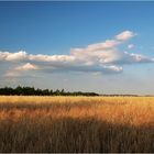 ... Fields of gold ...