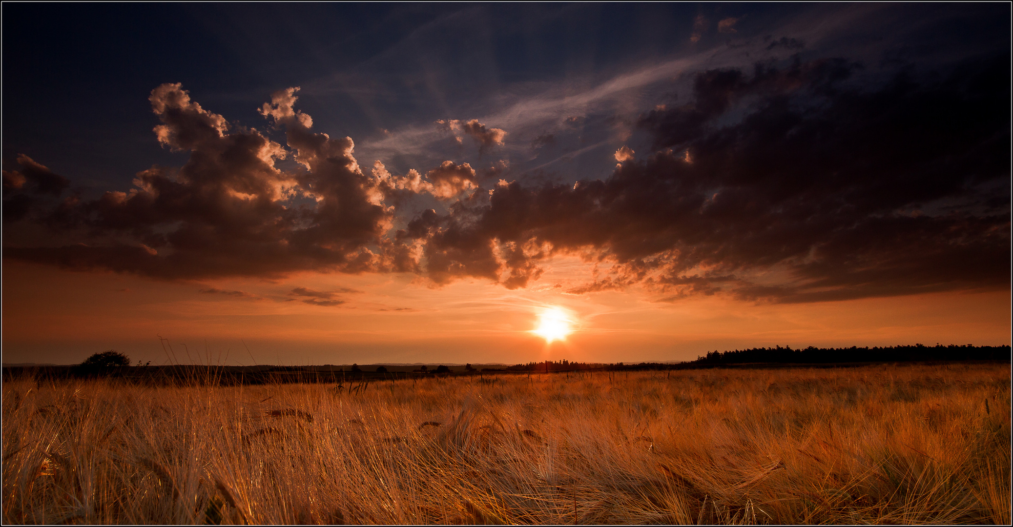 fields of gold