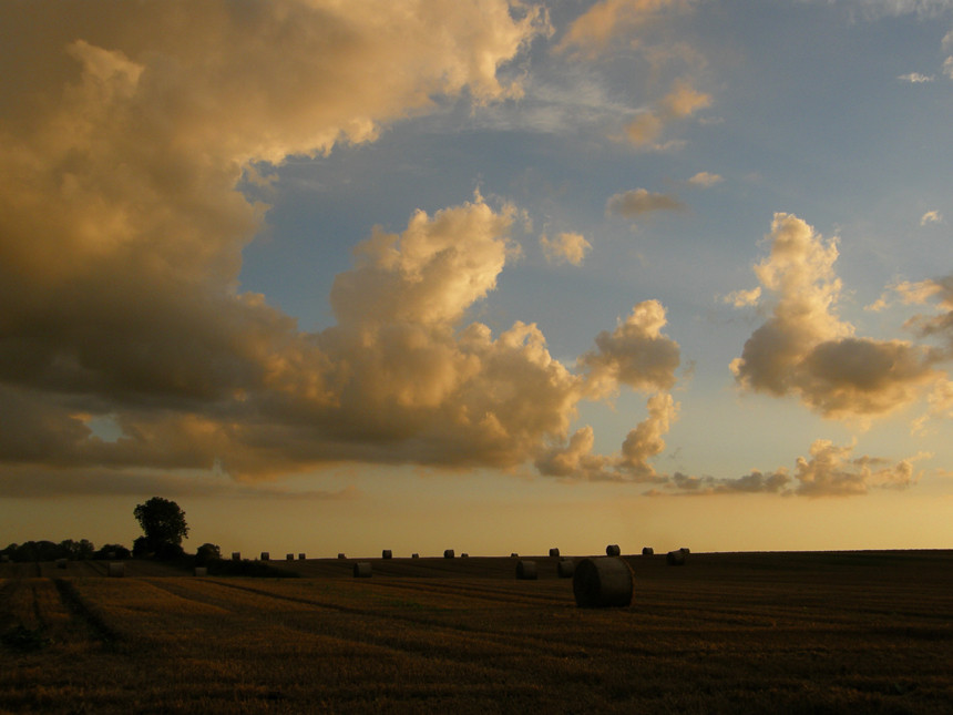 Fields Of Gold