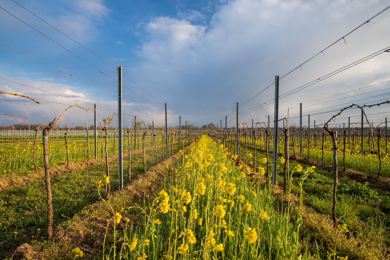 Fields of gold