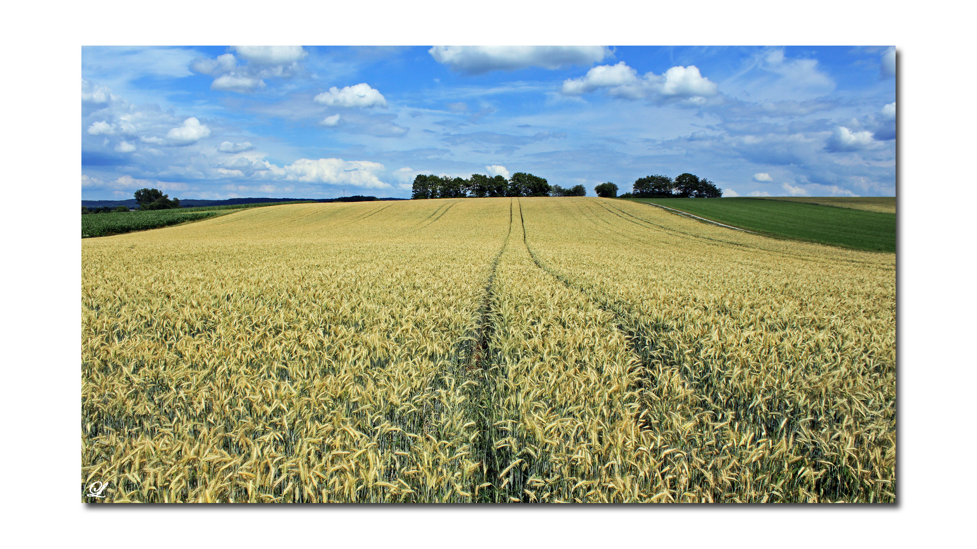 ***fields of gold***