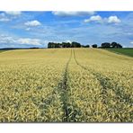 ***fields of gold***