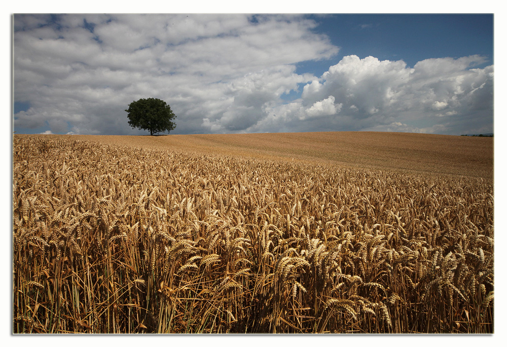 "fields of gold"