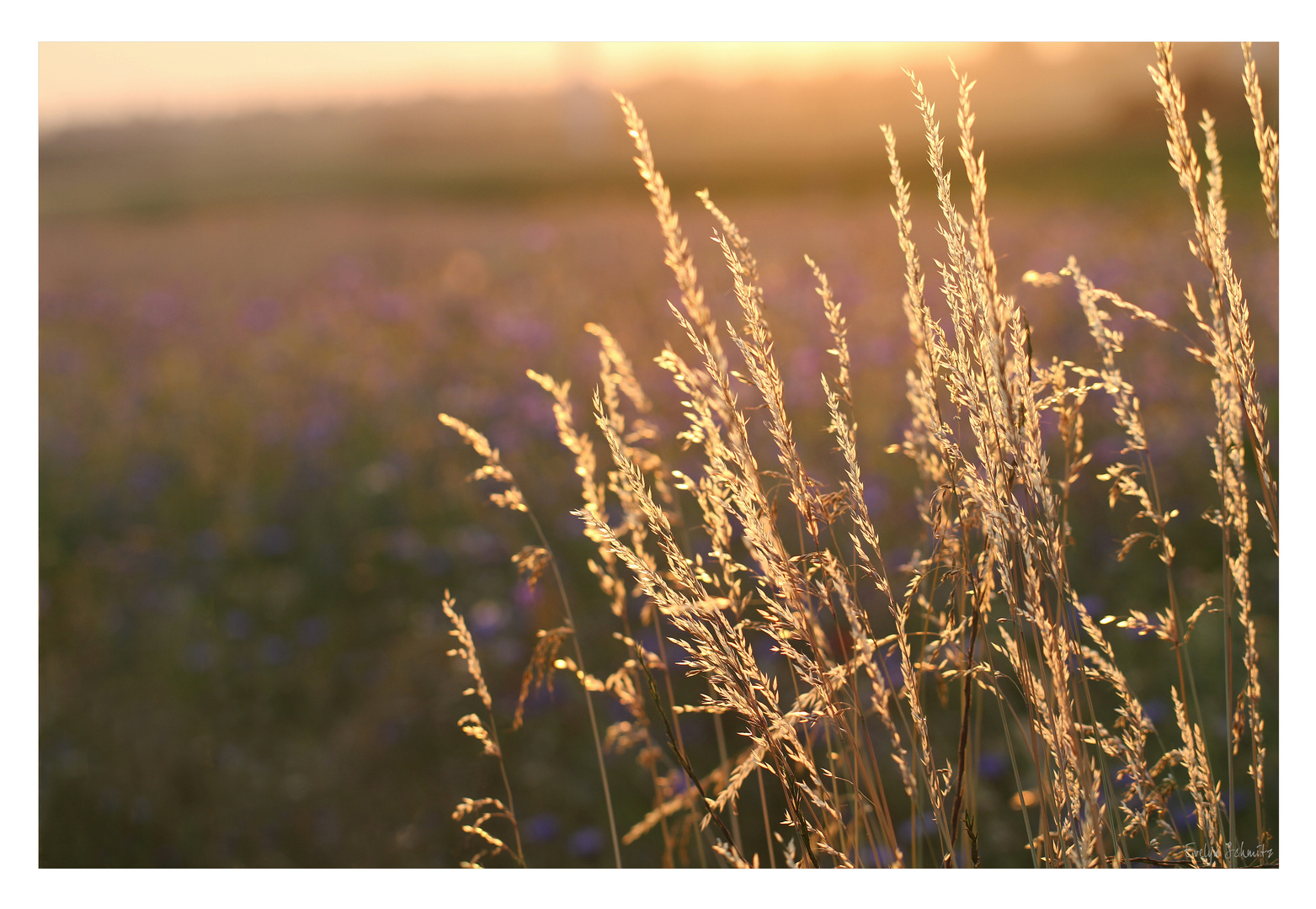 *fields of gold*