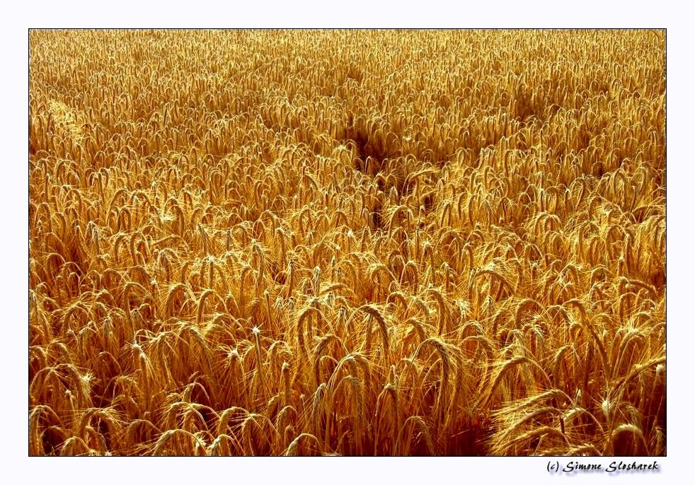 ~ Fields of Gold ~