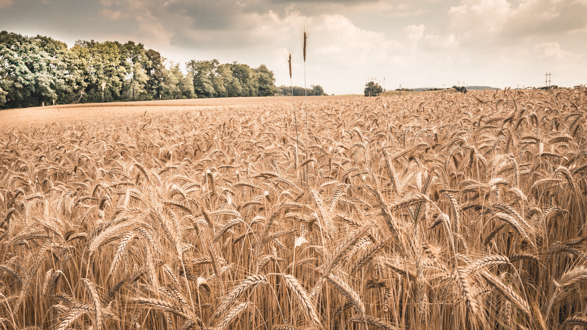 Fields of gold