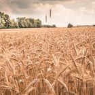 Fields of gold