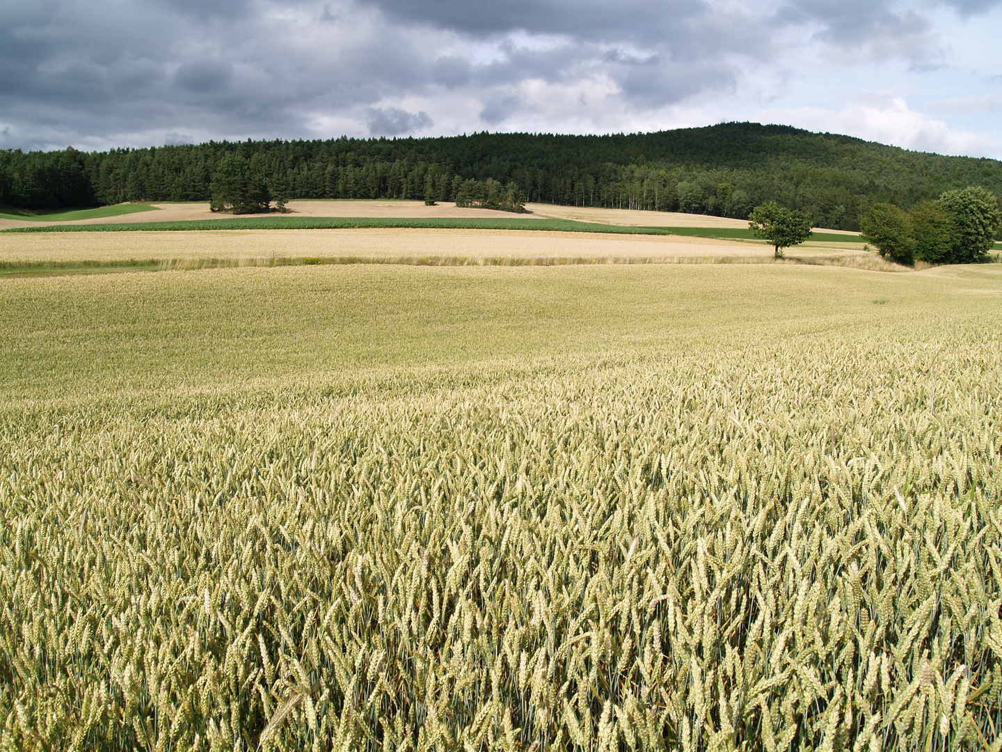 Fields of Gold