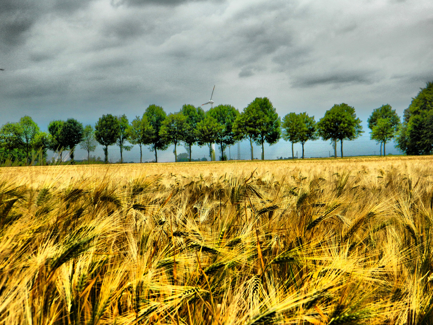 fields of gold