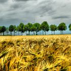 fields of gold